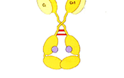 Sperm Antibody A/G Serum Controls